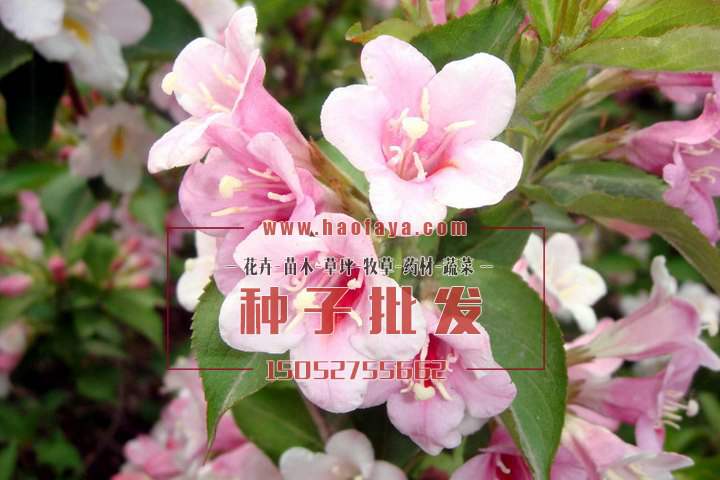 猬實(shí)花種植技術(shù)