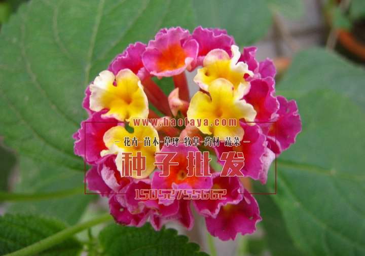 五色梅種植技術(shù)