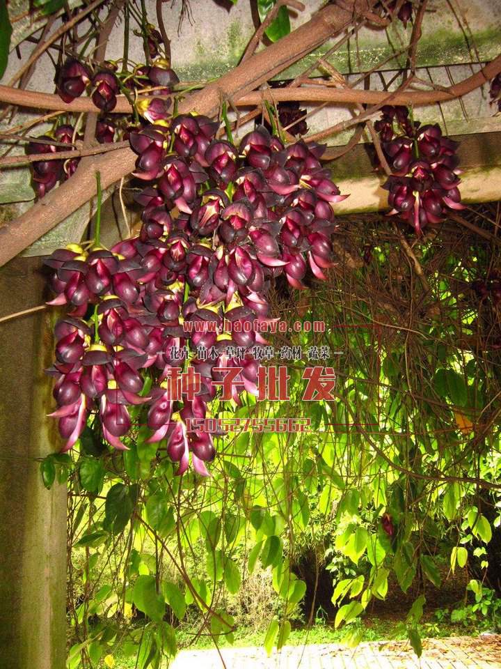 油麻藤種子批發(fā)