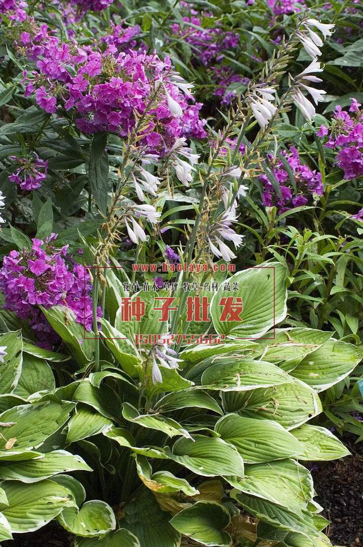 玉簪種子銷售價格