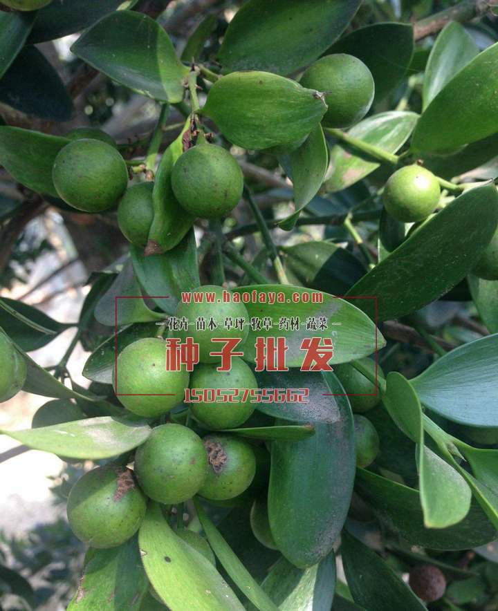 竹柏種子批發(fā)銷售