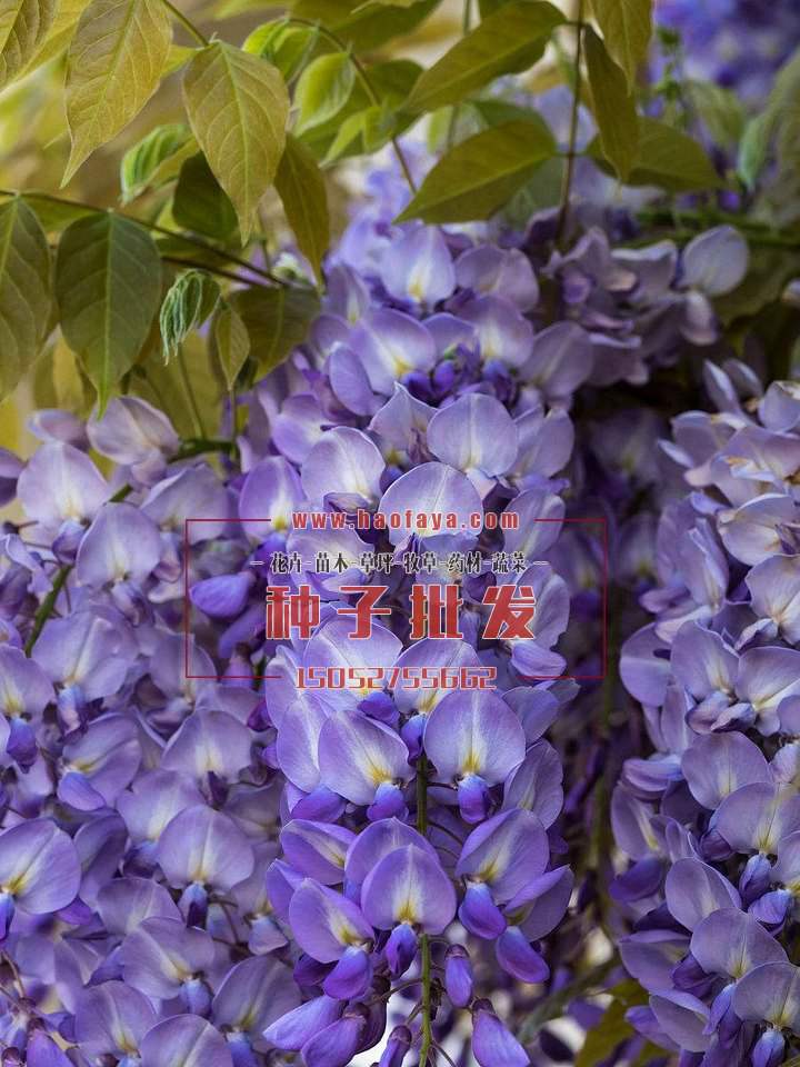 紫藤種子批發(fā)