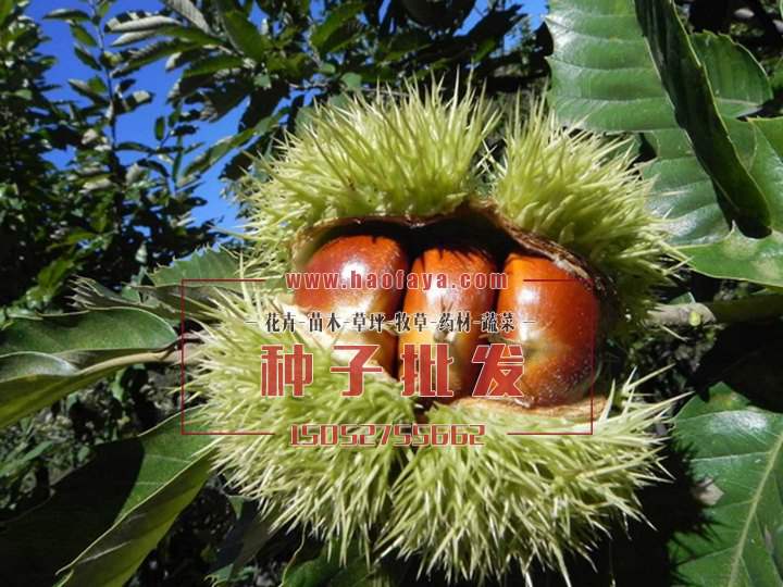 板栗種植技術(shù)