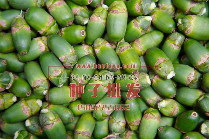 檳榔種子批發(fā)供應(yīng)