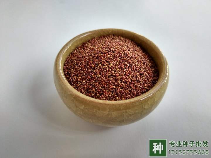 草莓種子批發(fā)