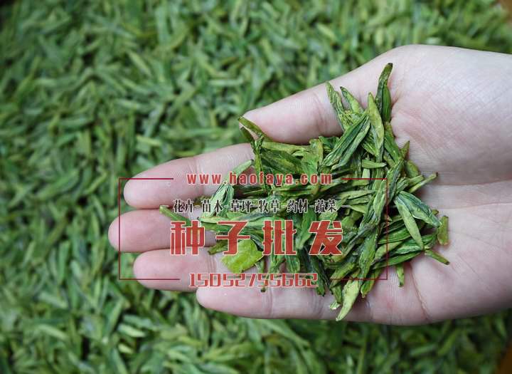 茶葉功效及作用