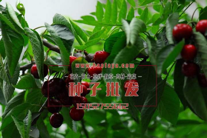 車厘子種植技術(shù)