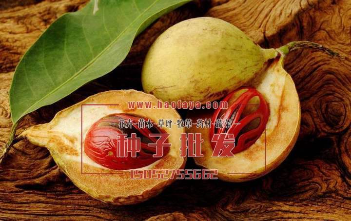 肉蔻種子銷售價格