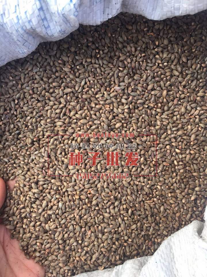 杜梨種子銷(xiāo)售價(jià)格