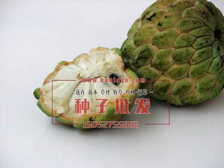 番荔枝種子批發(fā)