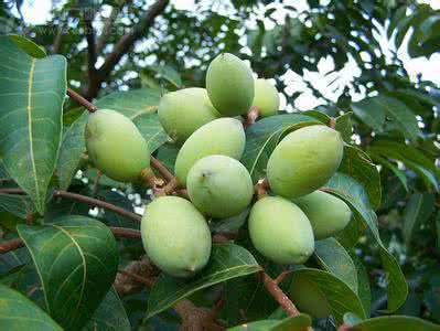 橄欖種子批發(fā)