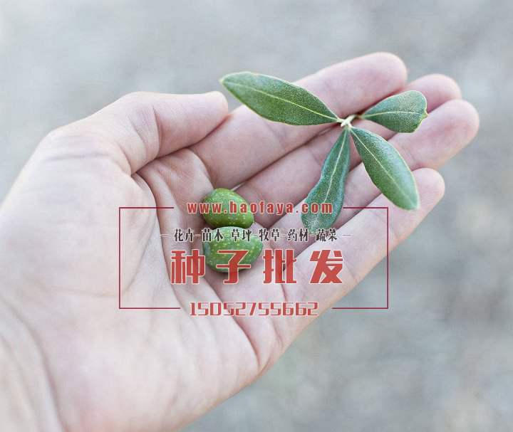 橄欖種子銷售價格