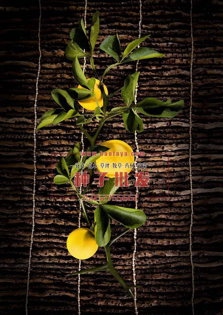 枸橘種子批發(fā)