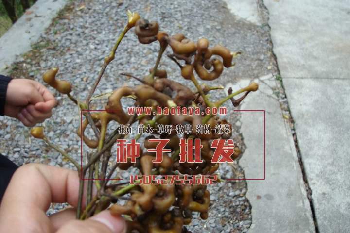 拐棗種子批發(fā)