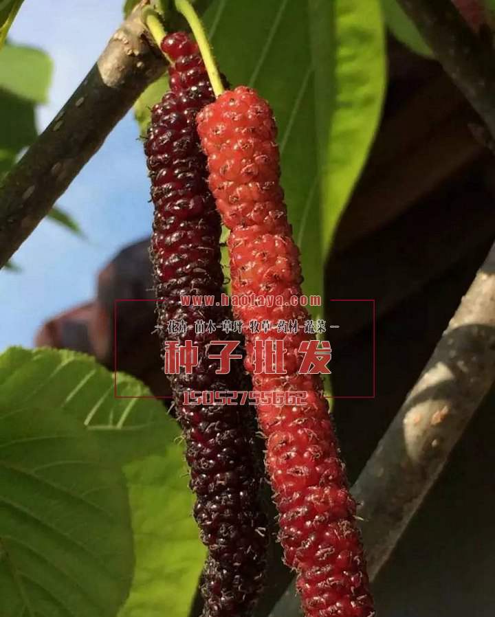 臺(tái)灣長(zhǎng)果桑種子批發(fā)