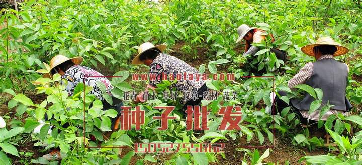 核桃種子銷售價格