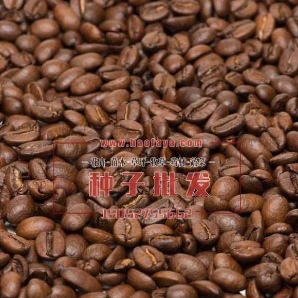 咖啡種子