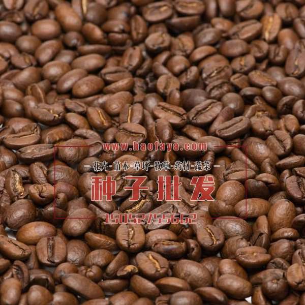 咖啡種子