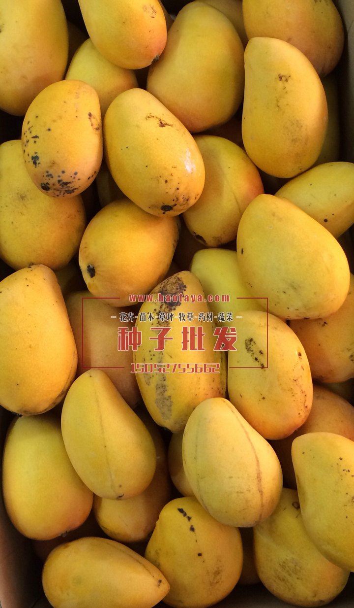 芒果種植技術(shù)