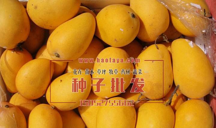 優(yōu)質(zhì)芒果