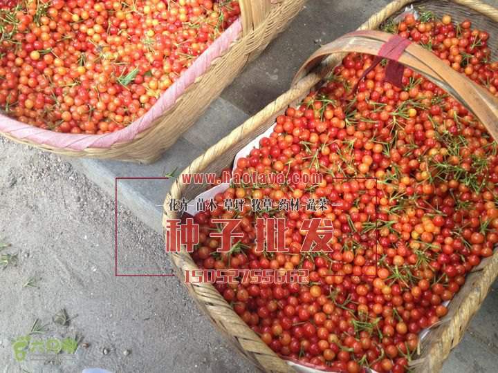 山櫻桃種子批發(fā)