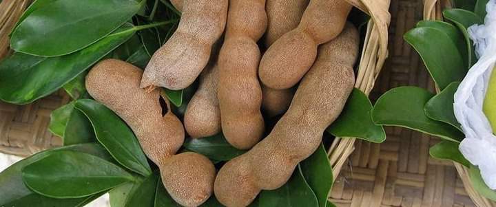 酸角種植技術(shù)