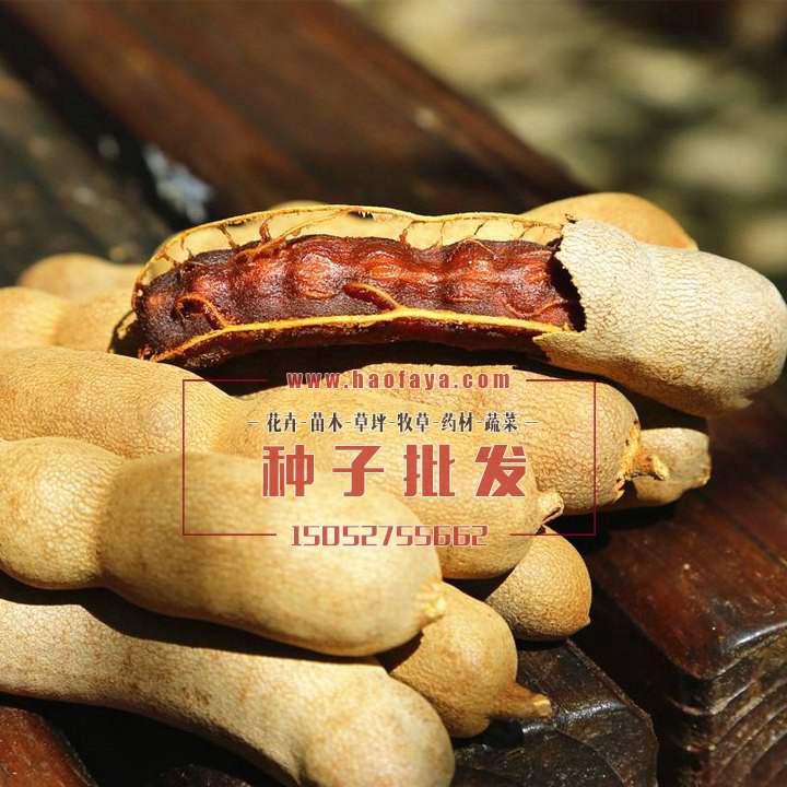 酸角營(yíng)養(yǎng)價(jià)值及功效作用