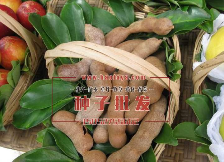 酸角種子批發(fā)