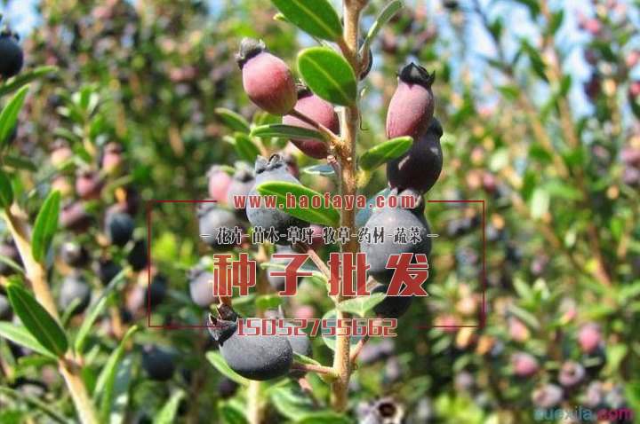 桃金娘種子播種育苗技術