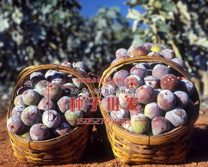 無(wú)花果種植技術(shù)