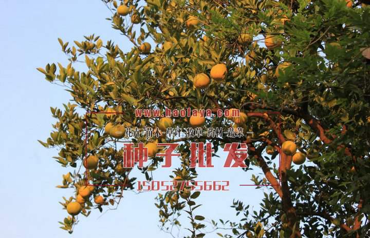 香櫞種植技術