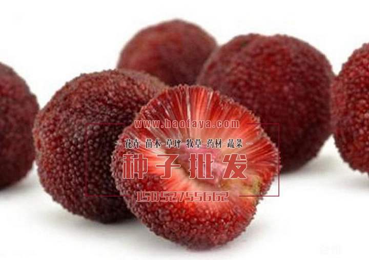 楊梅功效及作用