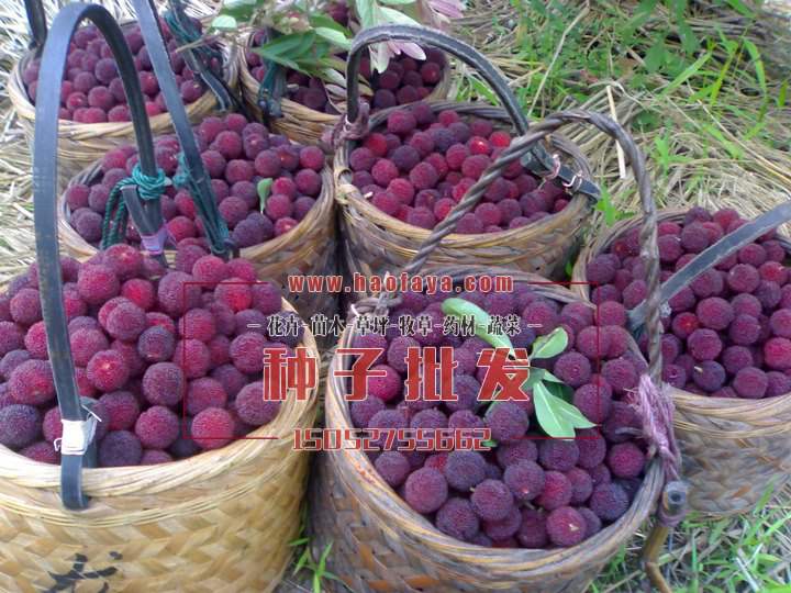 楊梅種植技術(shù)