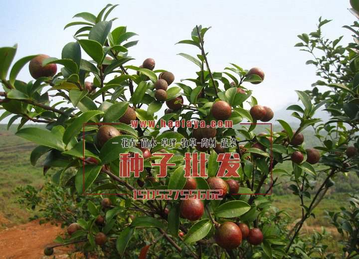 油茶種植技術(shù)