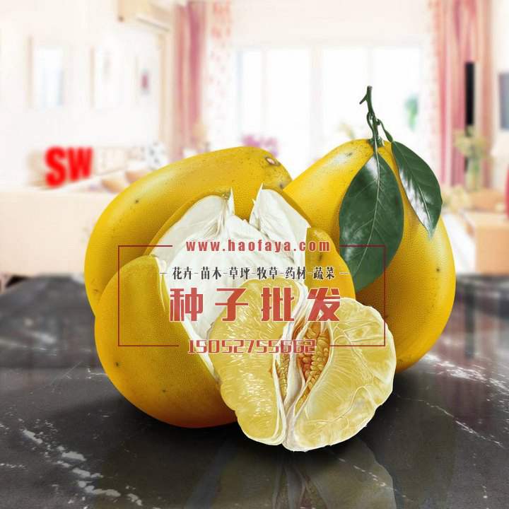 柚子營(yíng)養(yǎng)價(jià)值及功效作用
