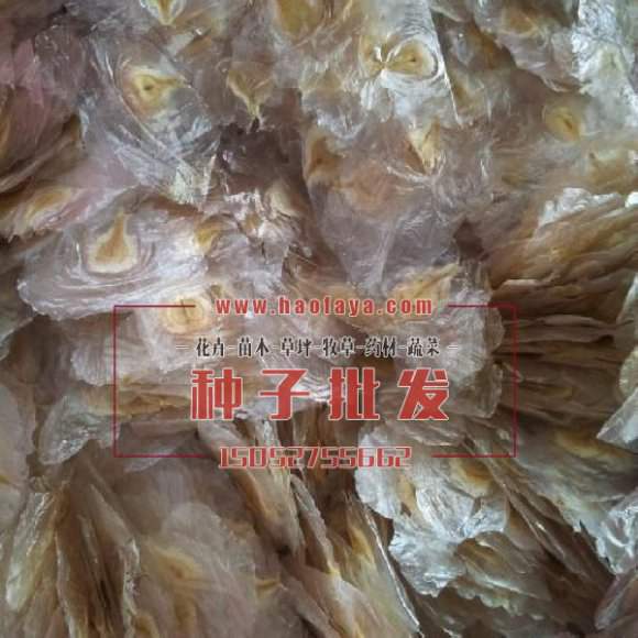 澳洲火焰木種子