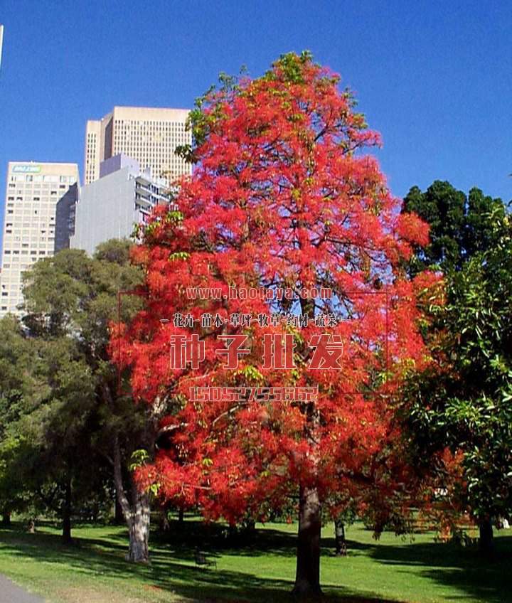澳洲火焰木種植技術(shù)