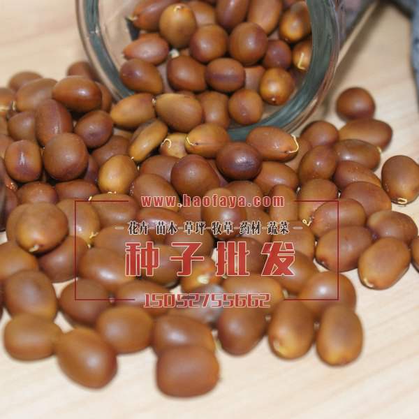 大皂角種子