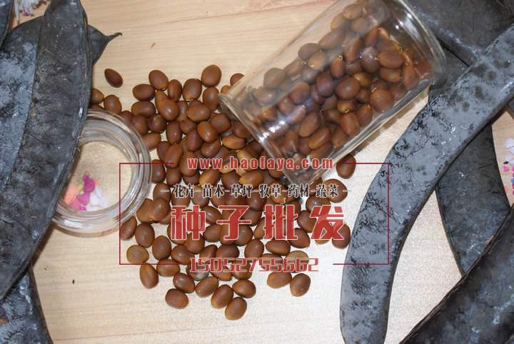 皂角種子價格