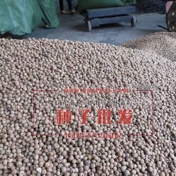 燈臺(tái)樹種子