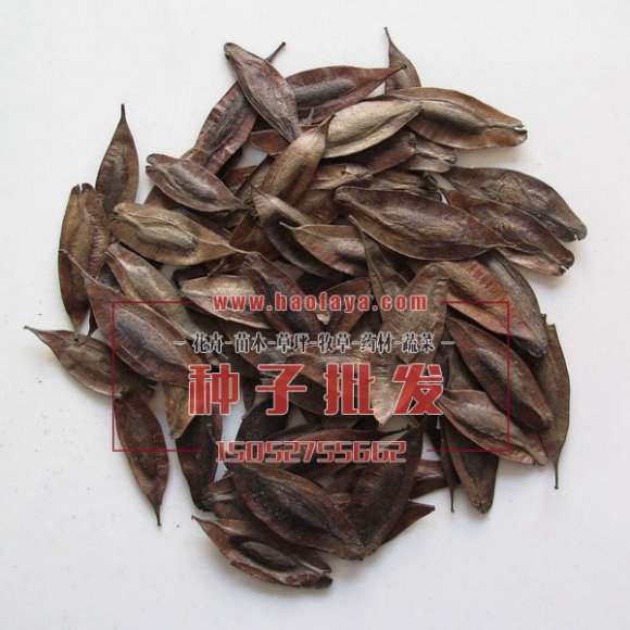 杜仲種子