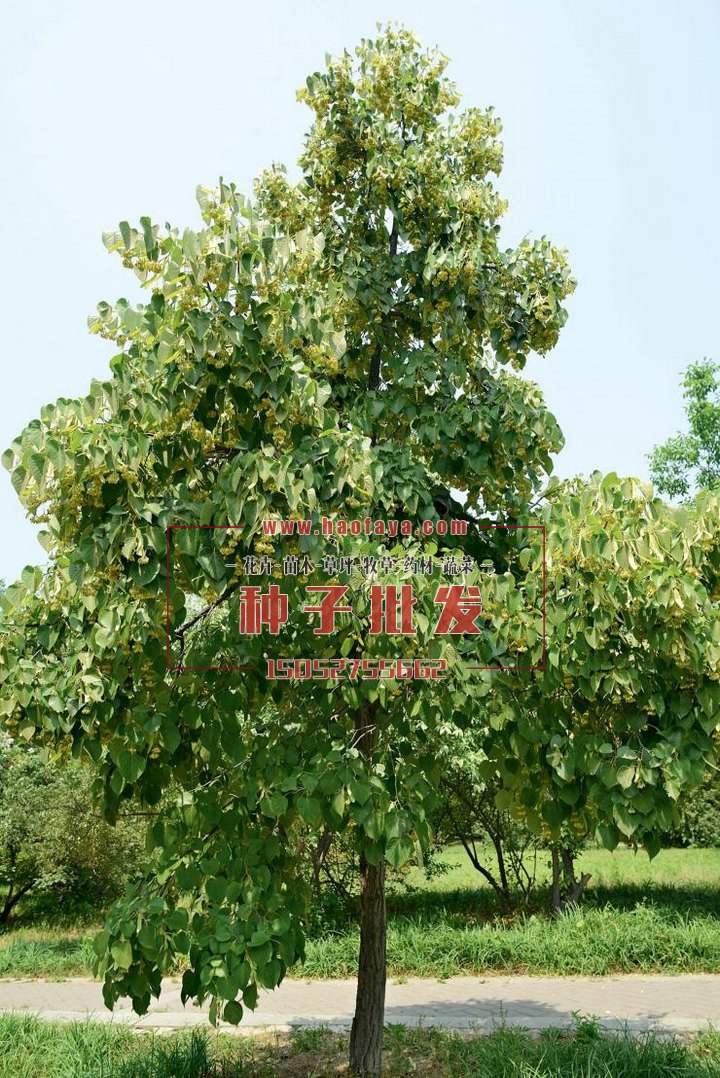 椴樹種植技術(shù)