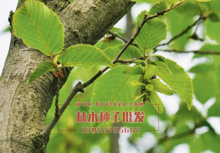 鵝耳櫪樹形美觀