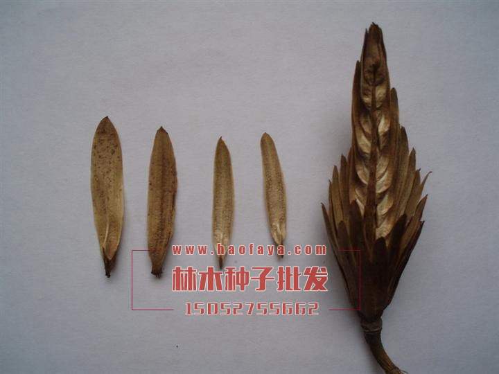 馬褂木種子銷售價(jià)格