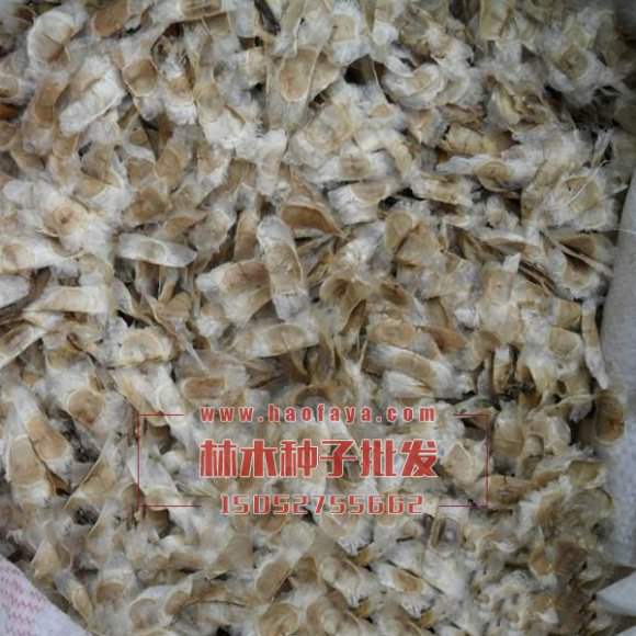 風(fēng)鈴木種子