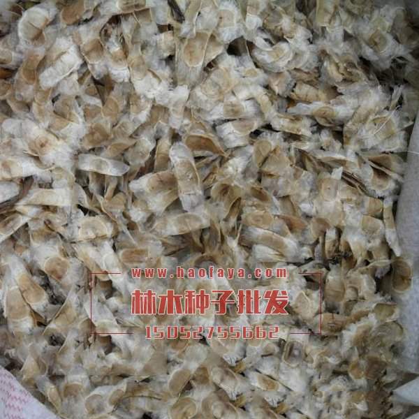 風(fēng)鈴木種子