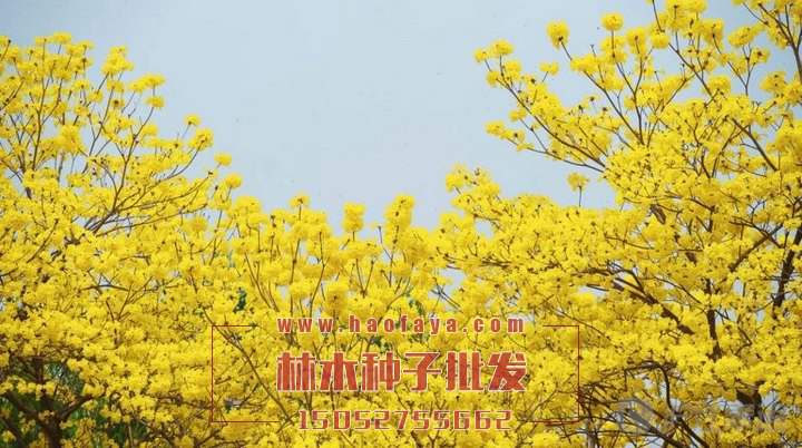 黃花風(fēng)鈴木