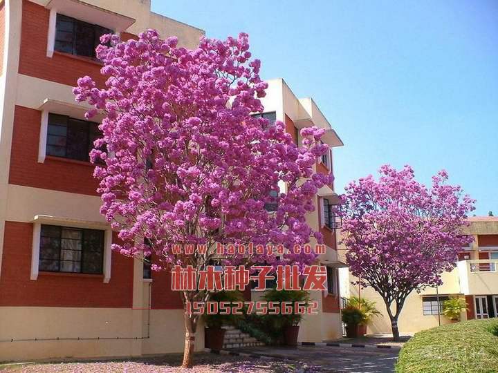 紅花風(fēng)鈴木