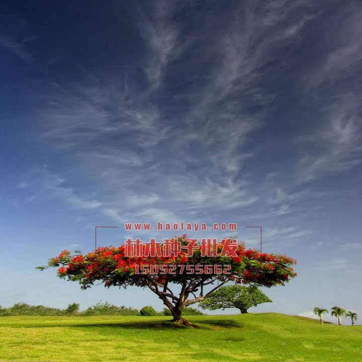 鳳凰木種子批發(fā)