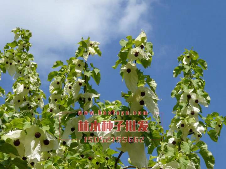 珙桐種植技術(shù)